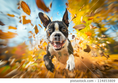 Boston Terrier running through autumn leaves in a park, wide angle close up, motion blur 114853809
