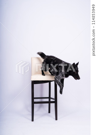 Black White Dog on back brick wall, mudi, studio shot 114853949