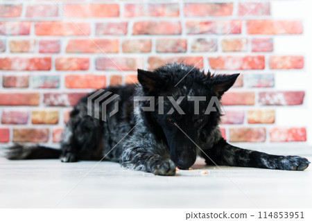 Black White Dog on back brick wall, mudi, studio shot Black White Dog on back brick wall, mudi, studio shot 114853951