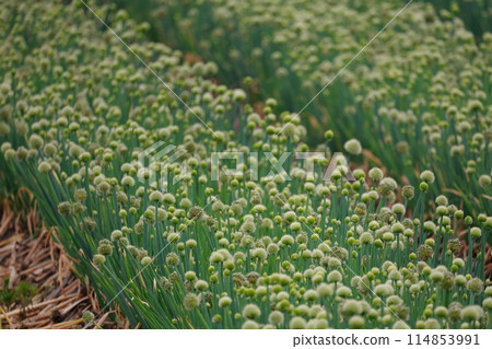 Cultivation of onions Cultivation of onions 114853991