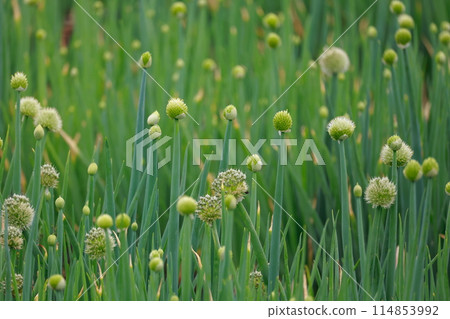 Cultivation of onions 114853992