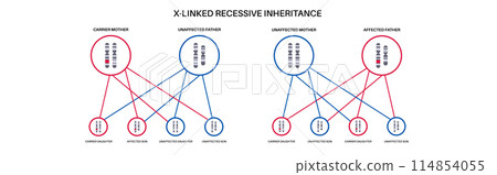 X linked recessive inheritance X linked recessive inheritance 114854055