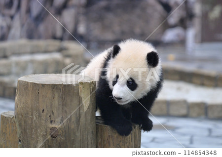 Climbing on playground equipment at the beach 114854348