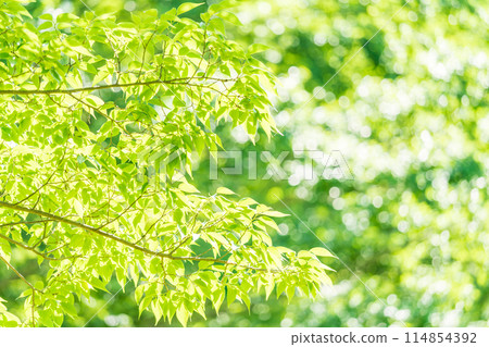 Fresh greenery: Refreshing spring buds Fresh greenery: Refreshing spring buds 114854392