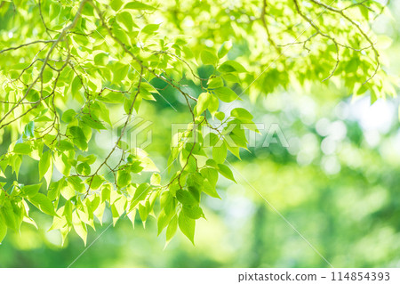 清新的綠色，清爽的春芽 114854393