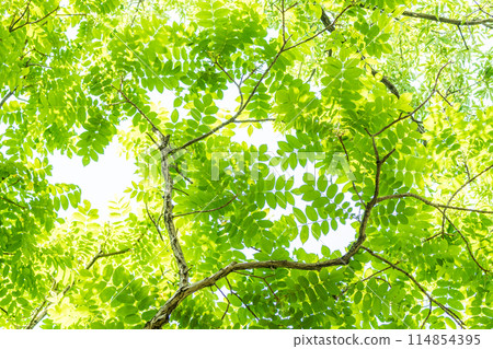 Fresh greenery: Refreshing spring buds 114854395