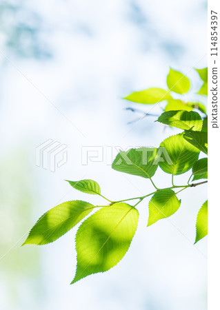 清新的綠色,清爽的春芽 清新的綠色,清爽的春芽 114854397