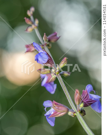 Common sage flowers in blossom Common sage flowers in blossom 114854581