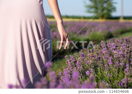 Hand of woman walking in blooming lavender field in lavender color dress Hand of woman walking in blooming lavender field in lavender color dress 114854606