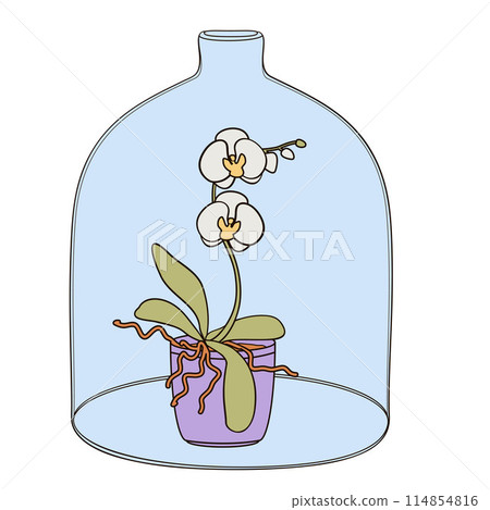Phalaenopsis orchid under a glass cover cloche 114854816