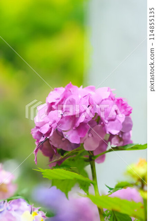 [雨季材料]繡球花，水彩風格[長野縣] 114855135