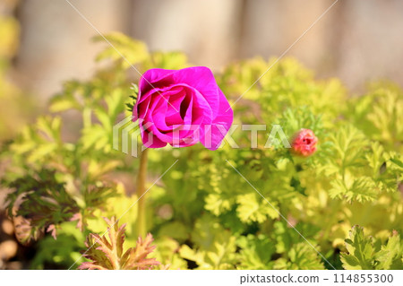 Flowers of anemone 114855300