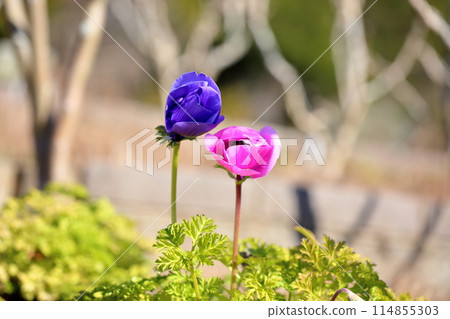 銀蓮花屬的花 114855303