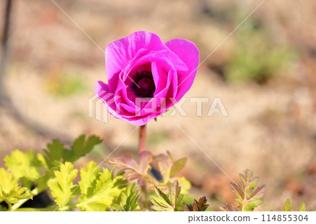 銀蓮花屬的花 114855304