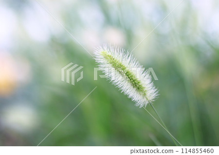 Shiny Enokorogasa in the light 114855460