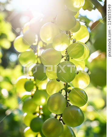 閃耀馬斯喀特 閃耀馬斯喀特 114855549