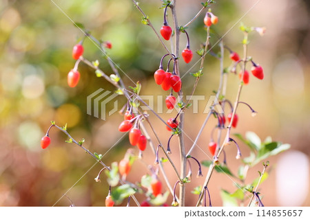 Wolfberry Wolfberry 114855657