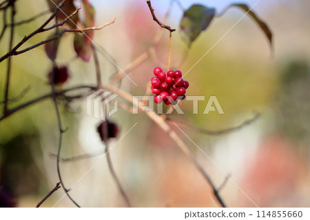 Binen cruzer的水果 114855660