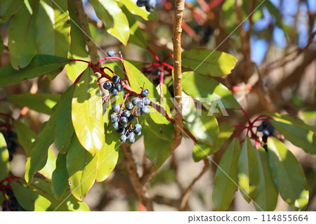 Yuzuriha水果 Yuzuriha水果 114855664