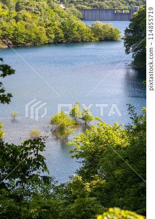 Submerged forest at Lake Okushima, Nakanojo Town, Gunma Prefecture 114855719