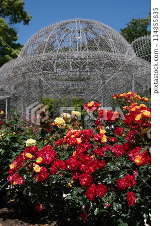 Rose garden background image Rose background image Odawara Flower Garden 114855835