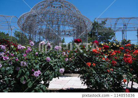 Rose garden background image Rose background image Odawara Flower Garden 114855836