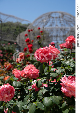 玫瑰花園背景圖片 玫瑰背景圖片 小田原花園 玫瑰花園背景圖片 玫瑰背景圖片 小田原花園 114855858