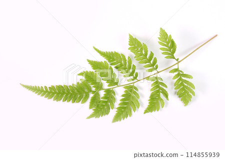 Fern leaves on white background close-up 114855939