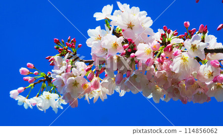 春天吉野櫻花樹和藍天的美景 春天吉野櫻花樹和藍天的美景 114856062