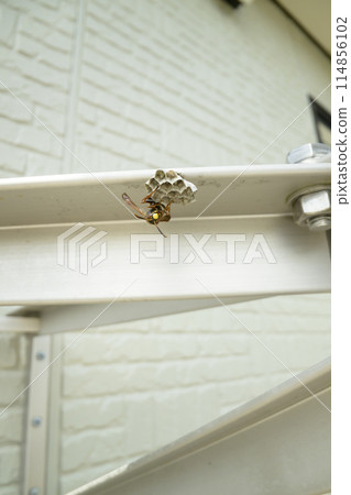 A beehive on the balcony 114856102