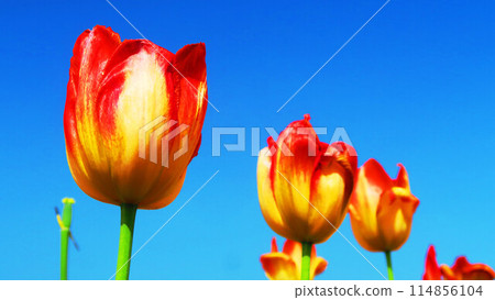 Beautiful scenery of tulip fields in urban agricultural park 114856104