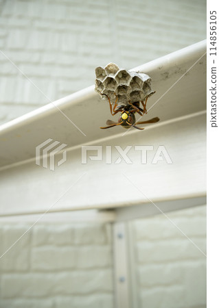 A beehive on the balcony 114856105