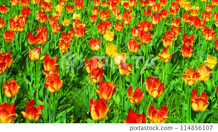 都市農業公園鬱金香田美景 114856107