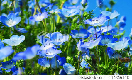 粉蝶花的美麗風景 114856148