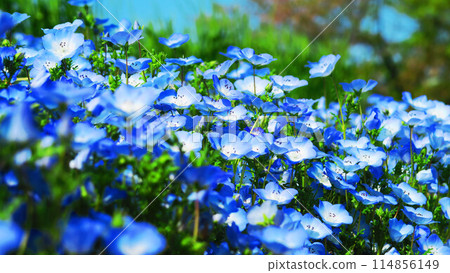 粉蝶花的美麗風景 114856149