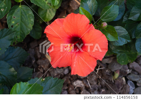 夏天般的紅芙蓉在秋天的花壇裡綻放 夏天般的紅芙蓉在秋天的花壇裡綻放 114856158