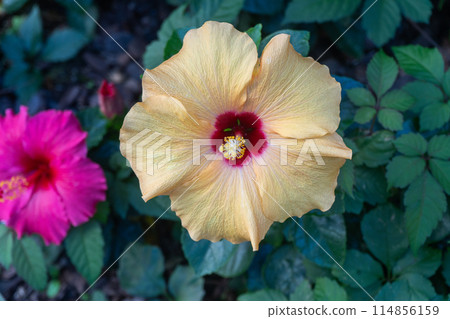 夏天般的芙蓉花在秋天的花壇裡綻放 114856159