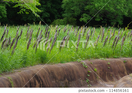 The ruins of Yoshinogari ruins in Saga Prefecture The ruins of Yoshinogari ruins in Saga Prefecture 114856161