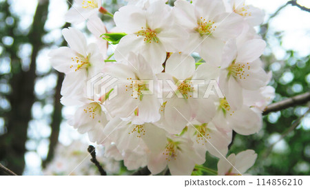 Beautiful scenery of Somei-Yoshino cherry blossoms in spring 2024 114856210