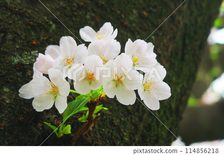 Beautiful scenery of Somei-Yoshino cherry blossoms in spring 2024 Beautiful scenery of Somei-Yoshino cherry blossoms in spring 2024 114856218
