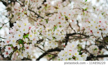 Beautiful scenery of Somei-Yoshino cherry blossoms in spring 2024 Beautiful scenery of Somei-Yoshino cherry blossoms in spring 2024 114856220