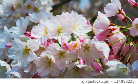 Beautiful scenery of Somei-Yoshino cherry blossoms in spring 2024 114856225