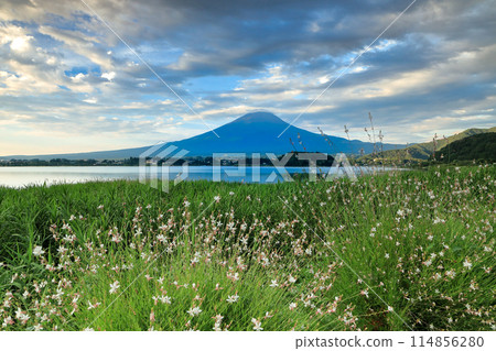 View of Mount Kasafuji from Oishi Park in Kawaguchiko, where Gaura flowers bloom at sunrise. Kawaguchiko Town, Yamanashi Prefecture 114856280