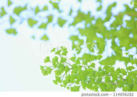 新鮮的綠色銀杏【天空背景】 114856282