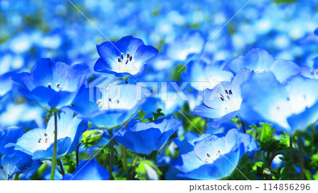 都立舍人公園(東京都足立區)的粉蝶花田的美景 都立舍人公園(東京都足立區)的粉蝶花田的美景 114856296