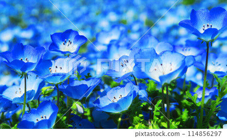 都立舍人公園（東京都足立區）的粉蝶花田的美景 114856297