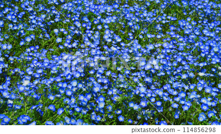 都立舍人公園(東京都足立區)的粉蝶花田的美景 都立舍人公園(東京都足立區)的粉蝶花田的美景 114856298