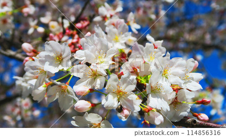 Beautiful scenery of Somei-yoshino cherry blossoms and blue skies in spring 2024 114856316