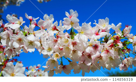 2024年春天，吉野櫻花樹和藍天的美景 114856319