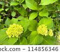 繡球花蕾 114856346